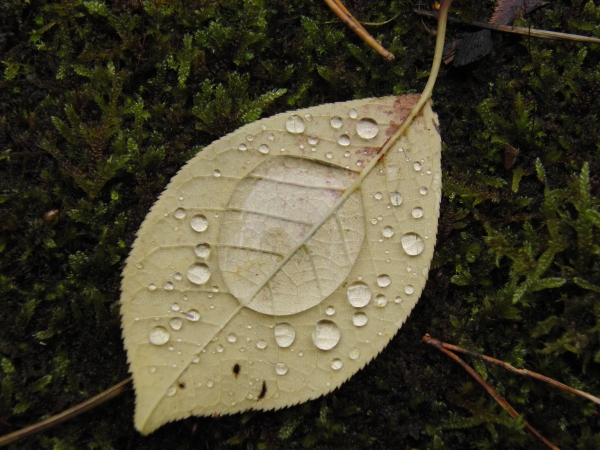 Beiges Herbstblatt mit Wassertropfen-1