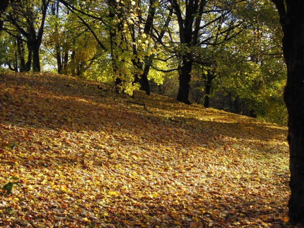 Herbstschatten im Park