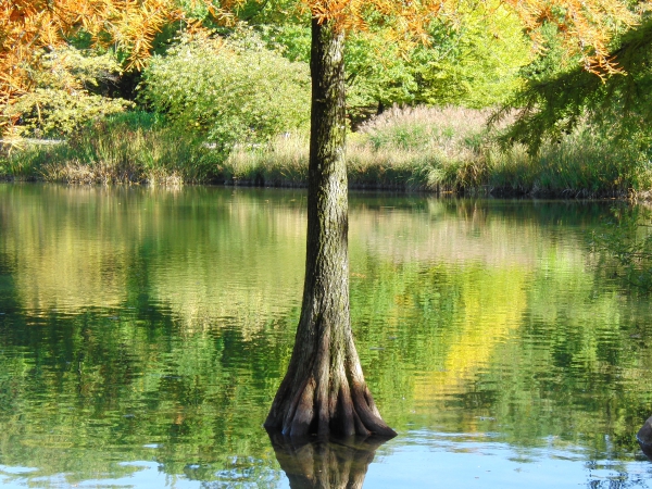 Sumpfzypressenstamm im Herbstsee