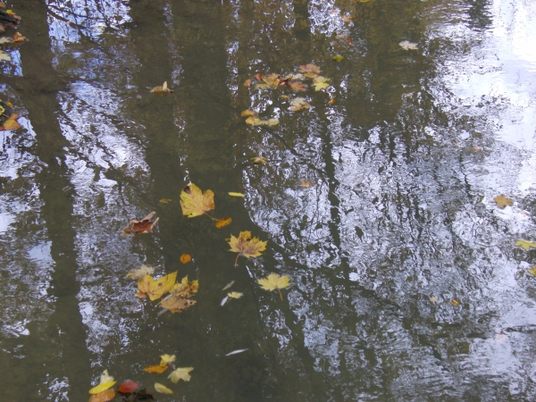 Herbstlaub im Wasser 2