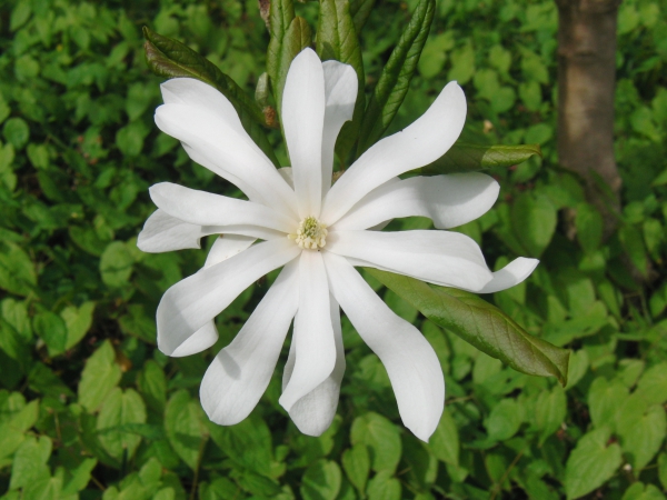 Weißes Frühlingleuten (Magnolie)