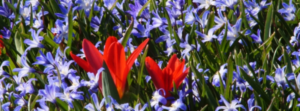 Tulpen im Blausternbeet 851x315