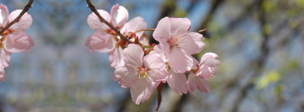 Kirschblüten-rosa 851x315