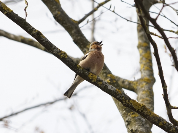 Buchfink singt im Vorfrühling