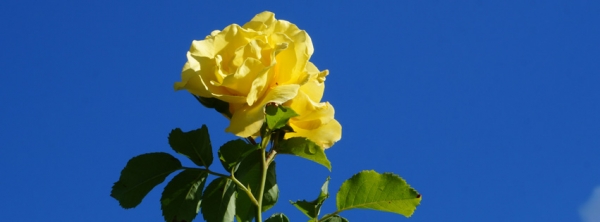 Gelbe Rose vor blauen Himmel