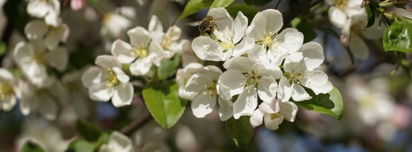 Apfelblüte mit Biene 851x315