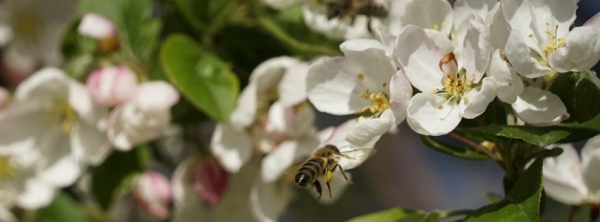 Bieneflug zur Apfelblüte 851x315