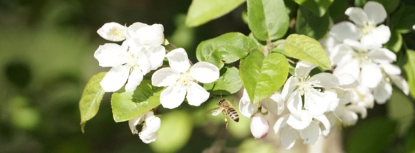 Bieneflug zur Blüte 851x315