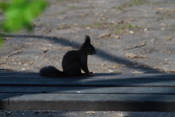 Eichhörnchen auf der Bank