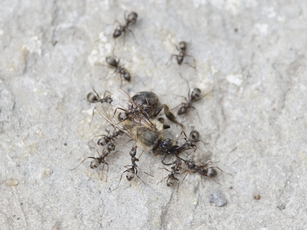 Ameisen beseitigen tote Biene