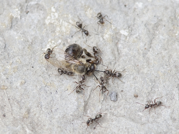 Ameisen mit toter Biene