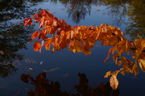 Ast im Herbst übern Teich