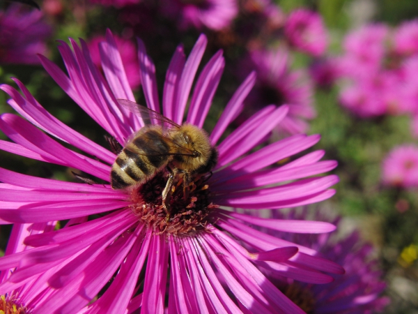 Biene auf Herbstaster (1)