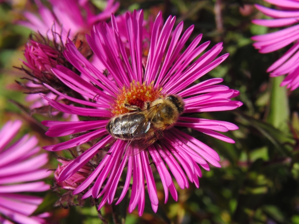 Biene auf Herbstaster (2)
