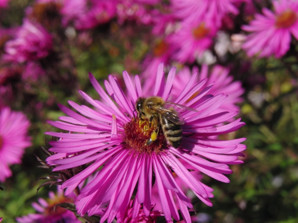 Biene auf Herbstaster (3)