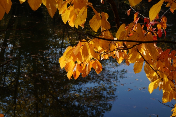 Gelbes Herbstleuchetn am Teich