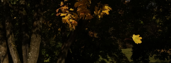 Fallendes Herbstblatt 851x315