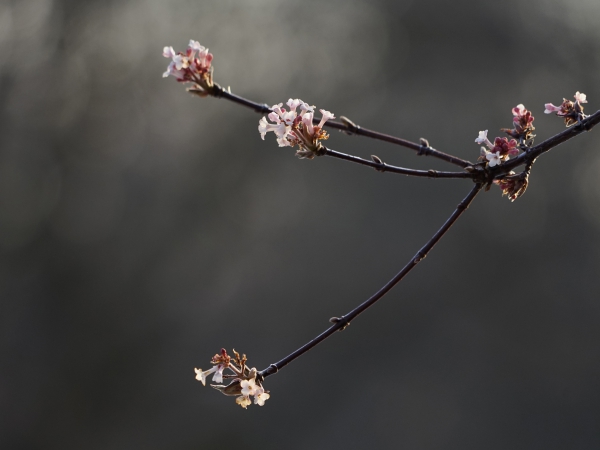Zweig mit Bodnant-Schneeball Blüten
