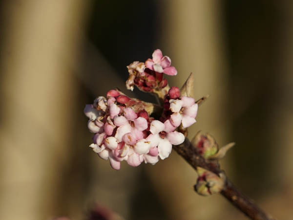 Bodnant-Schneeball rosa Blüte