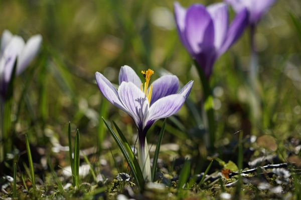Frühlingsgruß in weiß-lila