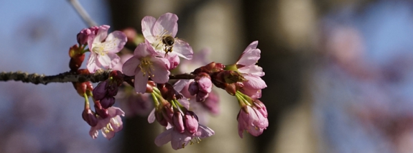 Kirschblüten rosa mit Biene 851x315