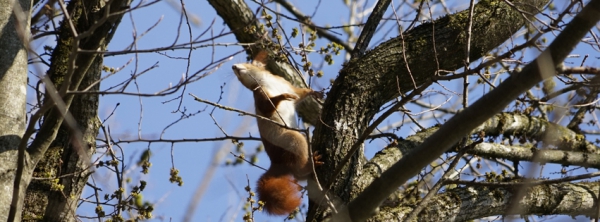 Frühlingshörnchen