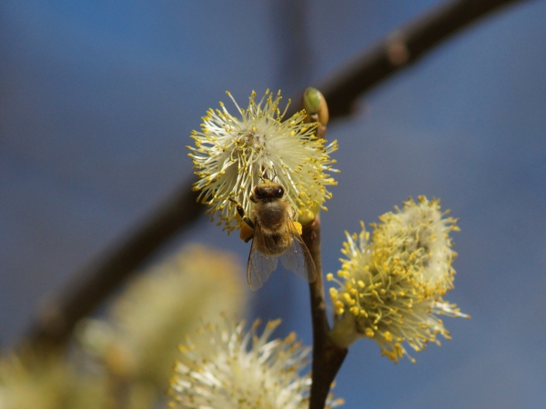 Blühendes Weidenkätzchen mit Biene