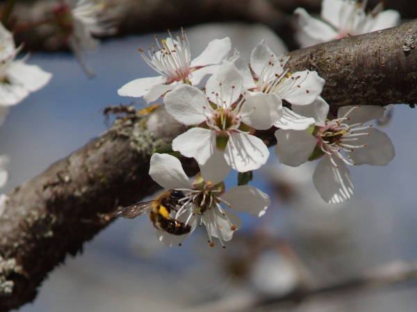 Biene an weißern Kirschblüten