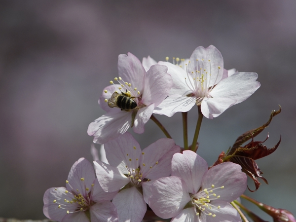 Biene in den Kirschblüten