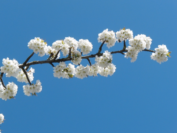 Weißer Blütenpower unter blauen Himmel