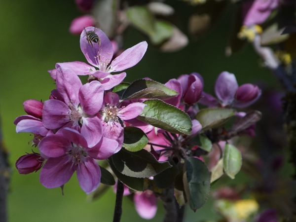 Kleines rosa Bienenparadies