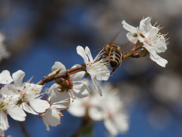 Biene turnt im Blütenzweig