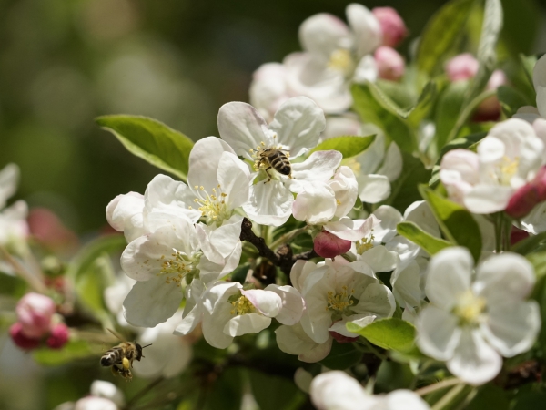 Apfelblüten mit fleißigen Bienen