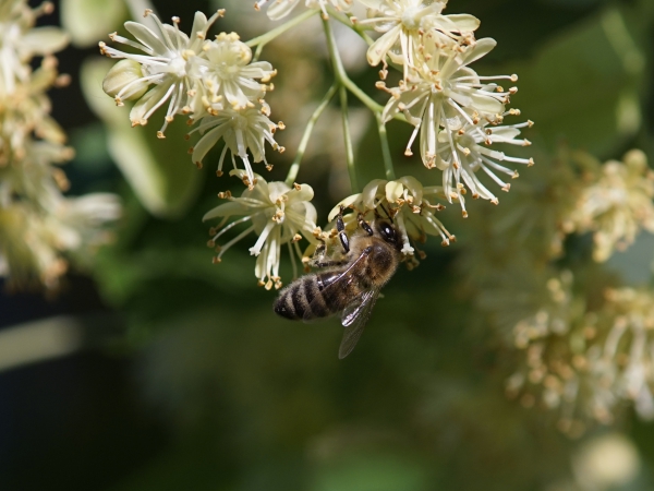 Biene an Lindenblüte