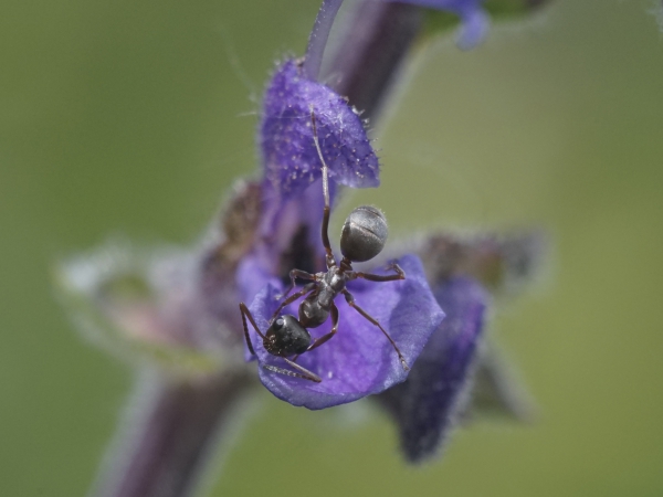 Ameise auf kleiner Blüte