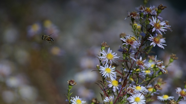 Biene unterwegs im Herbst