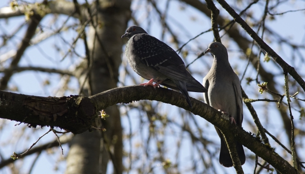 Taubenpaar auf Ast im Frühling