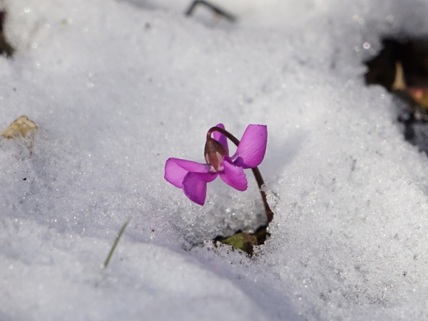 Alpenveichen blüht im Schnee