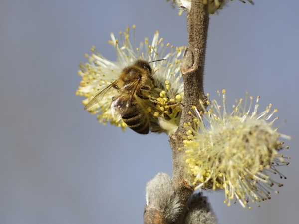 Biene im Pollenwuschel