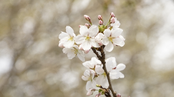 Zweig mit weißen Kirschblüten