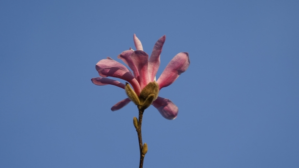 Rosa Magnolienblüte vor blauen Himmel