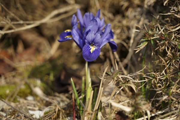 Schönheit im Vorfrühling Zwerg-Iris