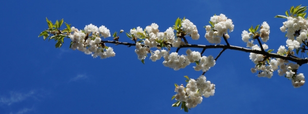 Weiße Kirschblüten-Banner 851x315