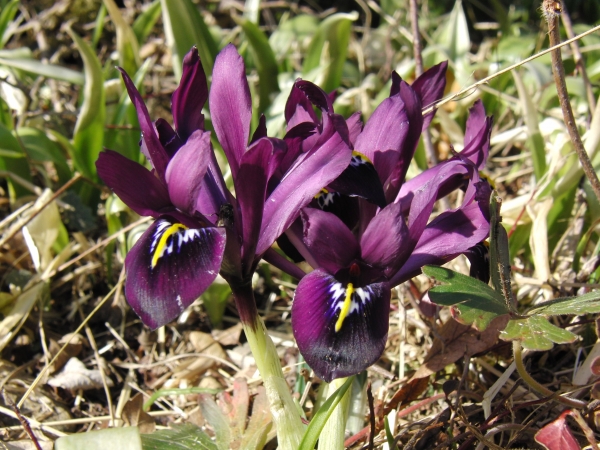 Kleine Iris violett 2