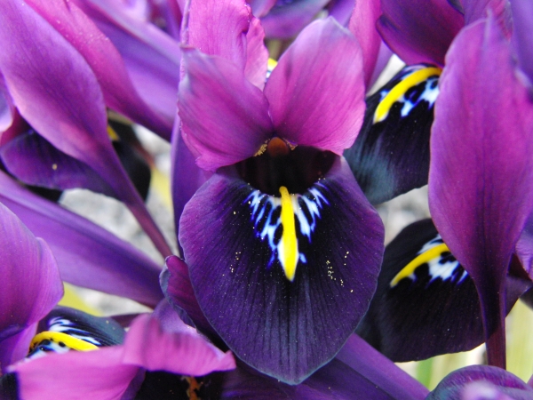 Violette Netziris Blüte