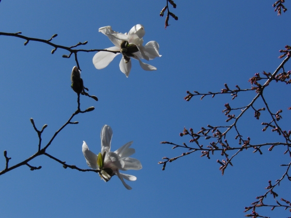 Weisse Magnolien vor blauen Himmel 1