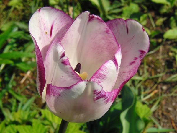 Tulpe weiß-rosa