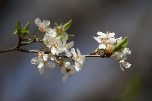 Kleiner zweig mit weißen Blüten im März