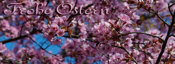 Kirschblüten Ostergrüße-Banner