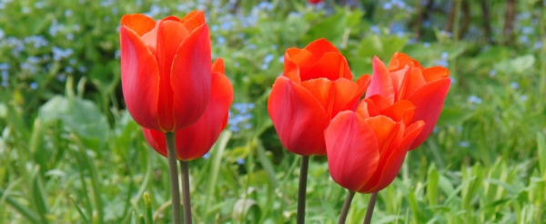 Rote-Tulpen-Banner
